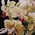  yellow orchids 