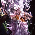 Iris with light