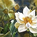  White lotus