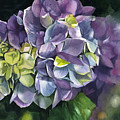 spring hydrangea